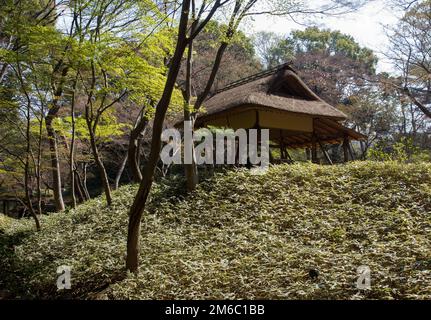 Casa di palafitte e Pleioblastus e fresche foglie di acero giapponese alla fine di marzo a Tokyo Foto Stock