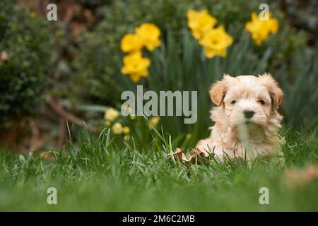 Havanese cucciolo seduto in erba guardando nella telecamera Foto Stock