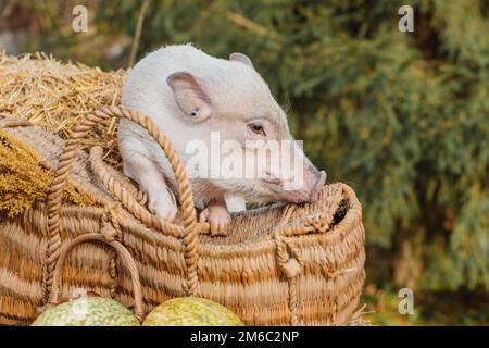 un mini maiale bianco siede in un cestino di vimini. Foto autunnale Foto Stock