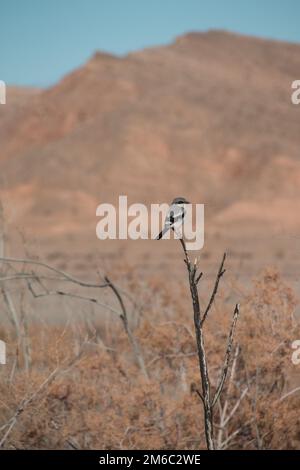 Loggerhead Shrike uccello nella natura del lago Mead area ricreativa, Nevada Foto Stock