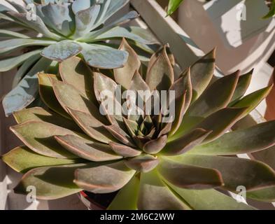 Piante di casa in una pentola. Primo piano piante succulente San Francisco River Leatherpetal Plant noto anche come Leather Petals. Foto Stock