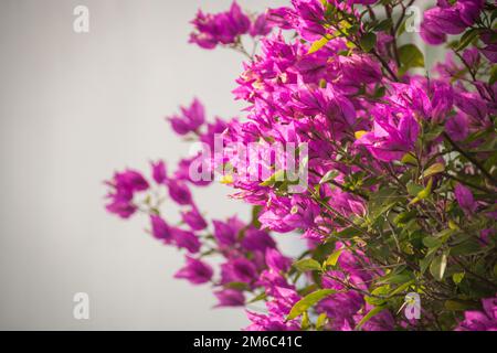 Bougainvillea viola con diversi arbusti o viti del genere Bougainvillea, nativo del Sud America, con piccole fiori porpora Foto Stock