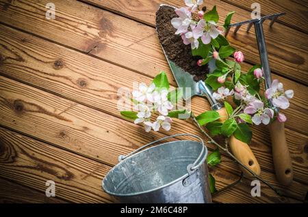 Ramo di fioritura apple e attrezzi da giardino su una superficie di legno, Foto Stock