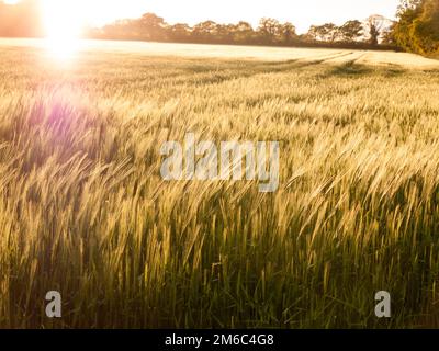 Bellissimi campi di coltura che si chiudono nella luce del sole di impostazione sopra le cime di loro creando una meravigliosa e stupefacente luce dorata tha Foto Stock