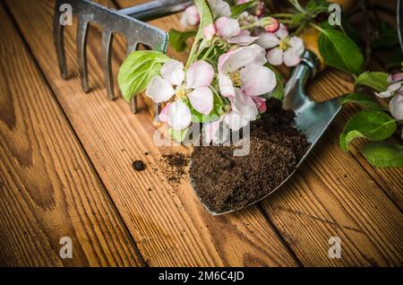 Ramo di fioritura apple e attrezzi da giardino su una superficie di legno, Foto Stock