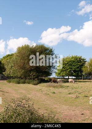 Due pecore bianche e una bruna in un campo estivo nel paese constable essex a dedham regno unito pascolo e mangiare erba vicino a una recinzione Foto Stock