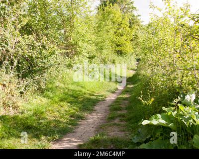 Un sentiero che attraversa alcuni cespugli all'esterno del paese in una giornata estiva luminosa e soleggiata nell'essex uk inghilterra senza persone Foto Stock