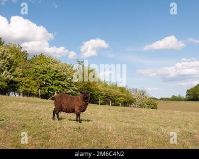 Una singola pecora rivestita di marrone in un campo nella campagna in dedham essex di inghilterra nel regno unito da solo mangiare e rilassarsi sopra Foto Stock