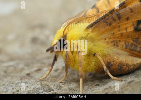 Dettaglio della colorata falena di ghianda, Ennomos alniaria, seduta con ali aperte Foto Stock