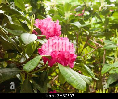 Uno splendido rododendro rosso brillante fuori primo piano su un albero in dettaglio alla luce del sole il giorno di primavera lussureggiante e vibrante con co Foto Stock