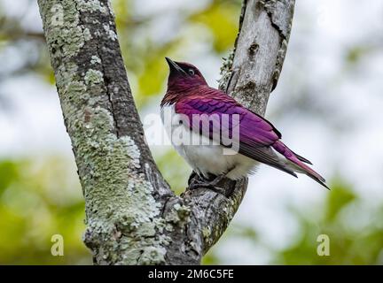 Un maschio Starling Violet-backed (Cinnyricinclus Leucogaster) arroccato su un ramo. Kruger National Park, Sudafrica. Foto Stock