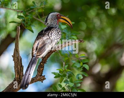 Un Hornbill (Tockus leucomelas) con fattura gialla meridionale arroccato su un ramo. Kruger National Park, Sudafrica. Foto Stock