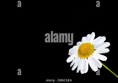Bel fiore margherita isolato in basso a destra, contro il nero Foto Stock