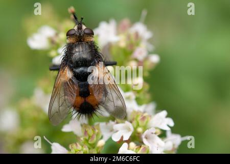 Hedgehog fly (Tachina fera ) Foto Stock