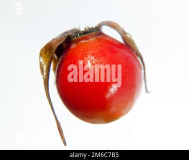 Primo piano di rosso rosa maturo bacca hip singolo in studio su sfondo bianco Rosa canina Foto Stock