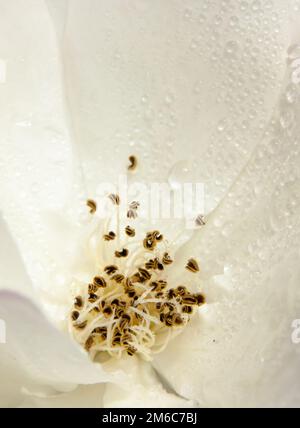 White rose selvatiche fino in prossimità di acqua con gocce di rugiada sfondo rosa canina Foto Stock