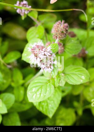 Bella rosa e bianco crescente orchidea selvatica da vicino in estate Foto Stock