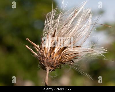 Cardo di latte testa di fiore bianco trefoli in estate Silybum marianum Foto Stock