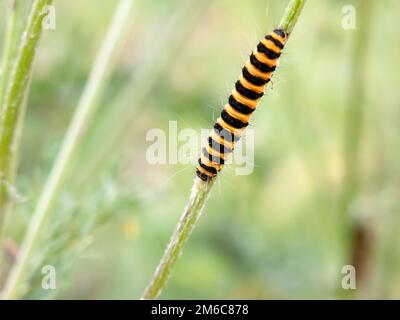 Singolo stelo verde giallo e nero caterpillar che scende Foto Stock