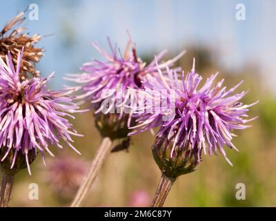 Rosa latte cardo fiore teste vicino Silybum marianum Foto Stock