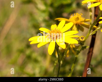 Primo piano singolo petali gialli di Ragwort Senecio squalidus Foto Stock