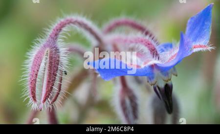 Primo piano di un fiore colorato Foto Stock