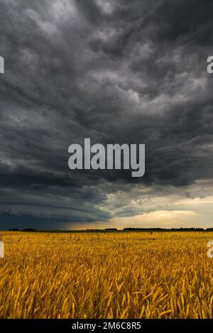 Nube nera di tempesta sopra un campo di grano Foto Stock