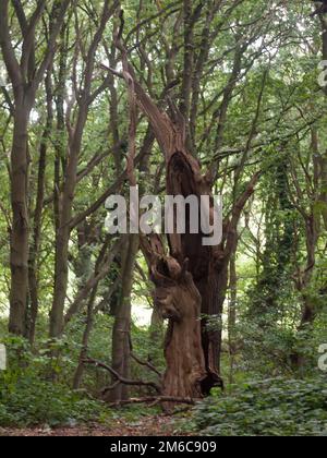 Un'antica statua scavata nell'albero è rimasta morta all'interno della foresta Foto Stock