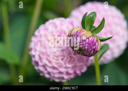 Beautiful white Dahlia flower close-up photo. white Pompom Dahlia in Birmingham botanical gardens Foto Stock