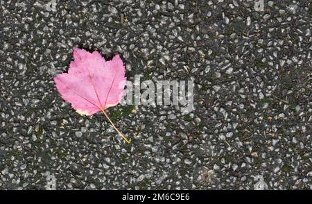 Foglia autunnale caduta colorata e solitaria su un marciapiede. Foto Stock