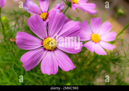 Sensation; Cosmos Bipinnatus; Cosmos Rosa completamente fiorito al giardino in agosto Foto Stock