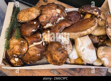 Funghi porcini, boletus edulis Foto Stock