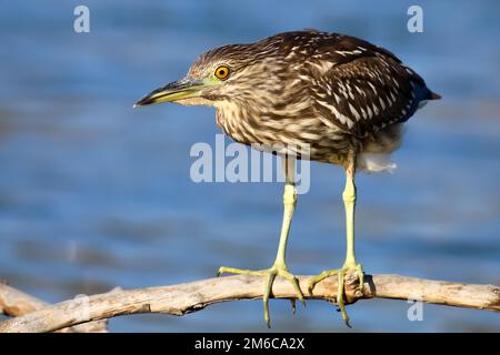 Il nero coronato Nitticora sul Driftwood a Malibu Lagoon Foto Stock