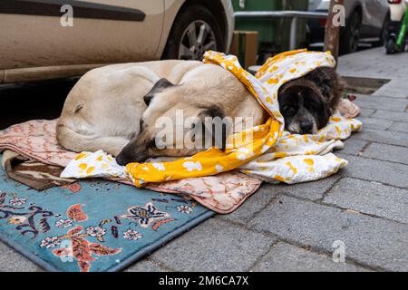 Cani randagi in inverno, dormire per strada - diritti degli animali, protezione, trattamento etico concetto foto Foto Stock