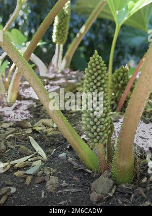 Fiore testa e foglie di Gunnera Manicata in un giardino botanico in Belgio Foto Stock