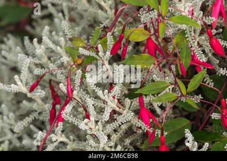 Fiore rosso di Fuchsia appeso nel parco Foto Stock