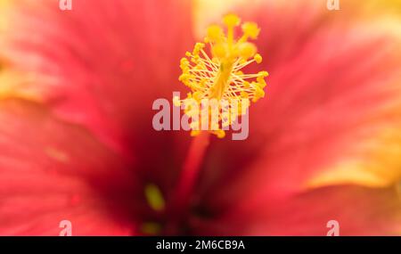 Extreme close up di un fiore coloratissimo stame e lo stigma. Foto Stock