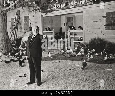 Alfred Hitchcock in 'The Birds' (Universal, 1963). Ancora, foto di pubblicità Foto Stock