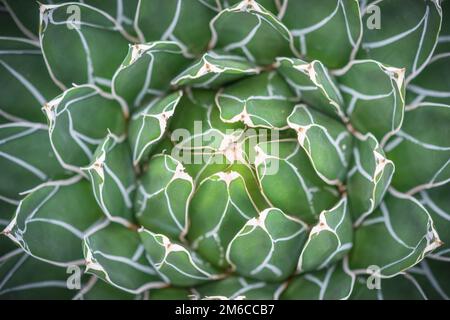 Vista closeup del cactus Agave victoria-reginae Foto Stock