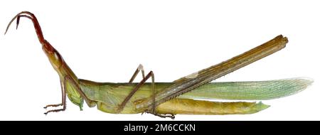 Snouted Grasshopper su sfondo bianco - Acrida ungarica mediterranea (Dirsh, 1949) Foto Stock