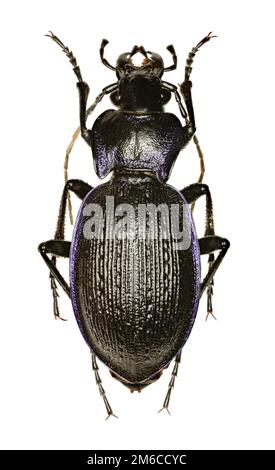 Scarabeo viola ruvido su fondo bianco - Carabus problematicus (Herbst, 1786) Foto Stock