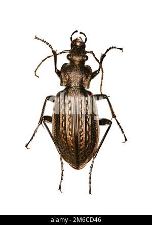 Scarabeo macinato granulato su fondo bianco - Carabus granulatus (Linnaeus, 1758) Foto Stock