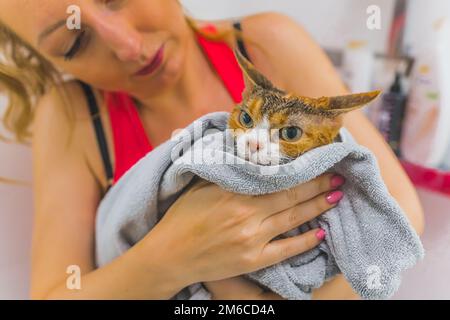 Donna che tiene bagnato Devon Rex gatto avvolto in un asciugamano dopo una doccia. Foto di alta qualità Foto Stock