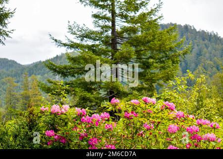 Albero di sequoia con rododendri in primo piano Foto Stock