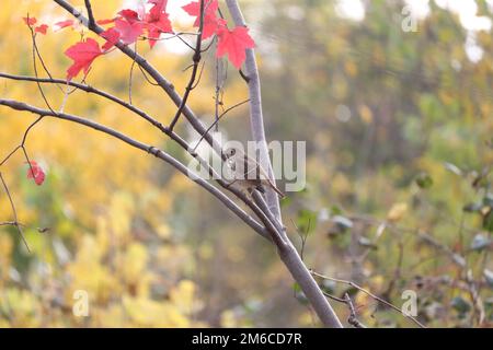 L'eremita americano puttano su un ramo dell'albero nel parco con sfondo sfocato Foto Stock