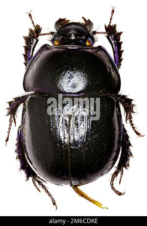 Forest Dung Beetle su sfondo bianco - Anoplotrupes stercorosus (Scriba 1791) Foto Stock