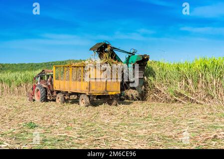 Raccolto di canna da zucchero sul campo con una mietitrebbia a Santa Clara Cuba - Serie Cuba Reportage Foto Stock