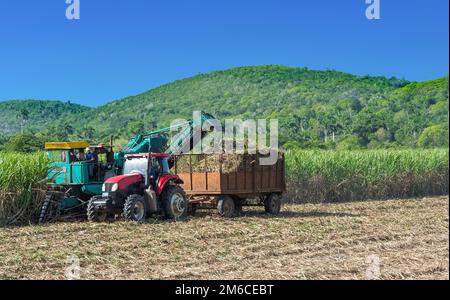 Raccolto di canna da zucchero sul campo con una mietitrebbia a Santa Clara Cuba - Serie Cuba Reportage Foto Stock