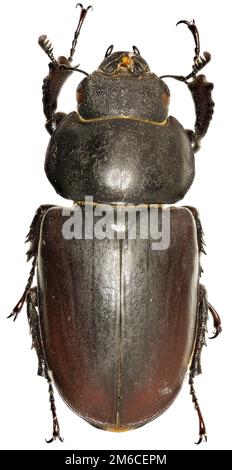 La stag beetle su sfondo bianco - Lucanus cervus (Linnaeus, 1758) Foto Stock