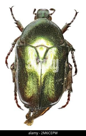 Flower Beetle Protaetia su sfondo bianco - Protaetia (Potosia) angustata (Germar, 1817) Foto Stock